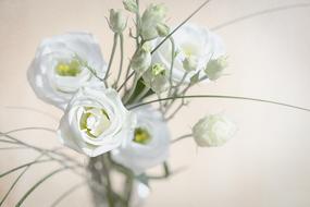 Lisianthus Flower Blossom