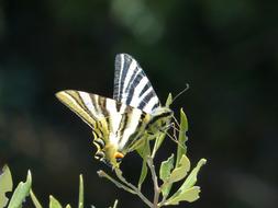 eautiful butterfly on a flower