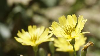 Kumai Flower