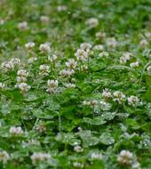 wild little flowers in the field in the rain