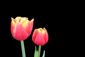 Tulips Flowers Flower