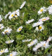 Daisies Flower