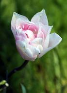 Tulip Petals Flower