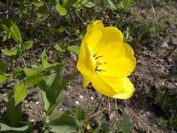 Dacha Flowers Yellow