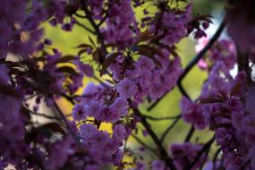 Japanese Cherry Prunus Serrulata