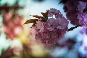 Japanese Cherry Prunus Serrulata