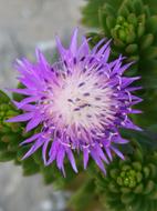 Cirsium Arvense Thistle Canada