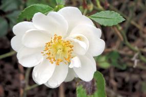 Bush Rose Wild Blossom