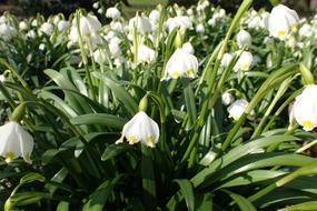 Spring Bledulky