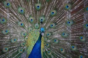 Peacock Blue
