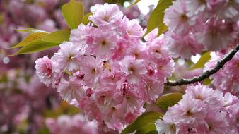 Japan Cherry Spring Flowering