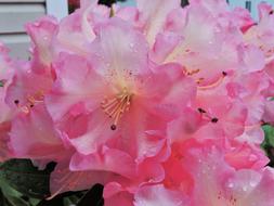 Rhododendron Pink Blooms