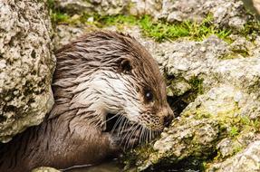 Otter Zoo Tiergarten