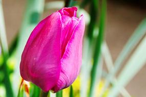 Tulip Pink Flower