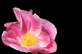 Potato Rose Japan Apple