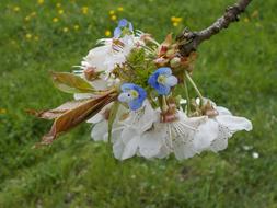 Spring Blossoms Cherry