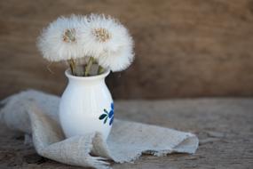 soft dandelions in a vase