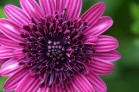Purple Flower Bloom