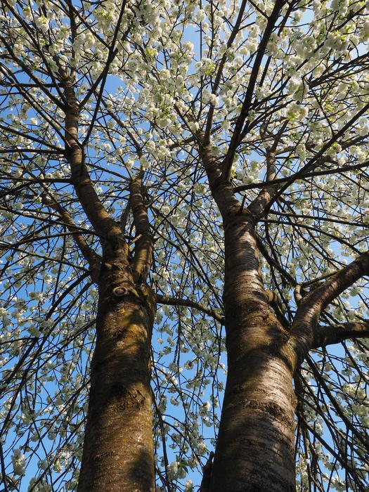 Cherry Tree Tribe Stem