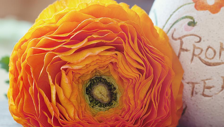 Ranunculus Flower Blossom