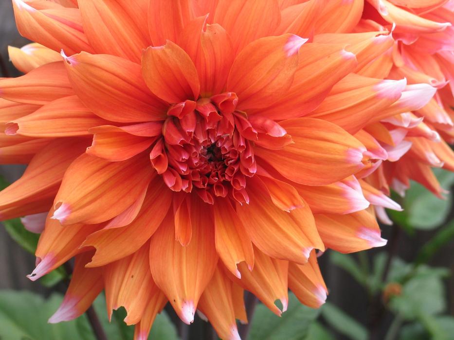 Dahlia Spring Flower