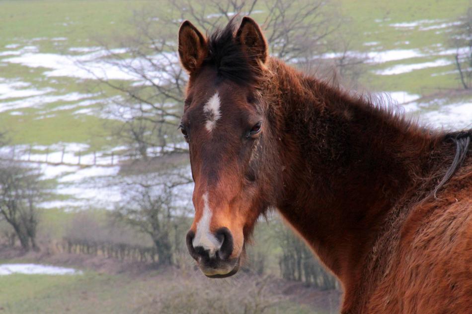 cute horse looks at the camera