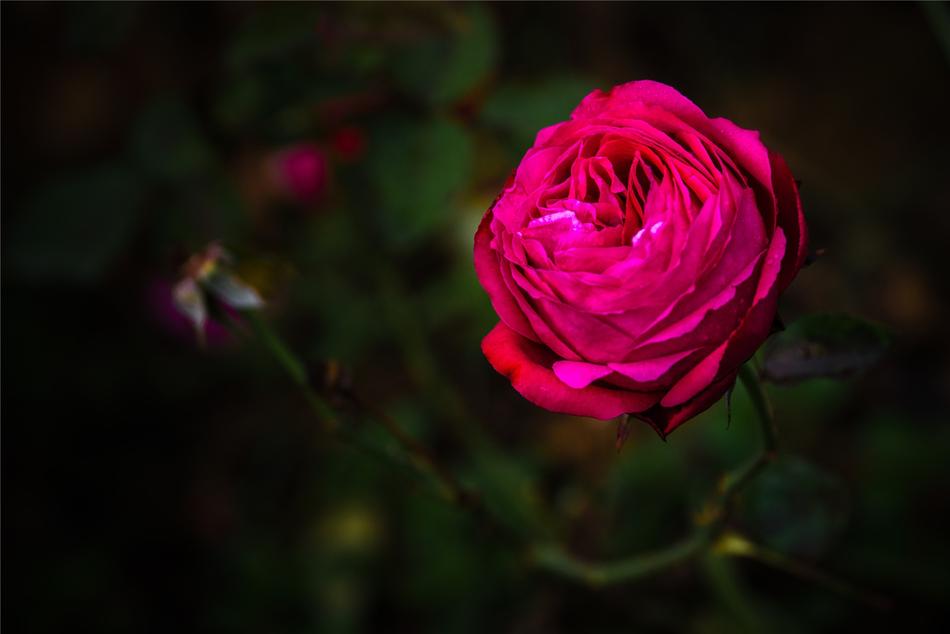 lonely gorgeous flower