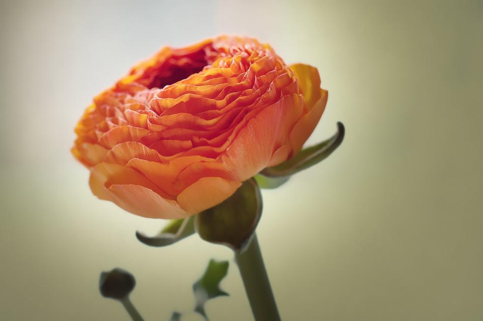 Ranunculus Flower Blossom