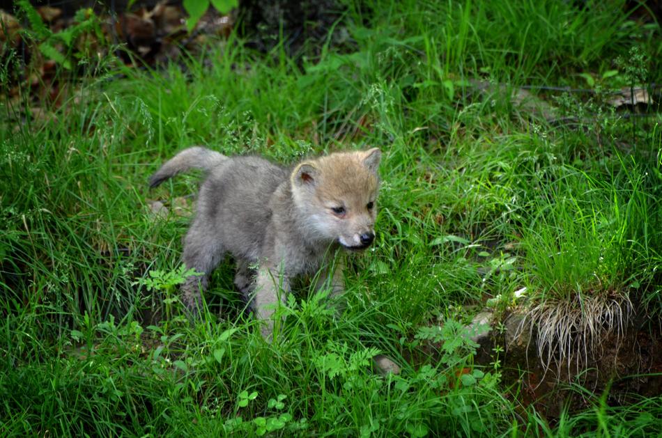 fluffy wolf cub on green grass in forest