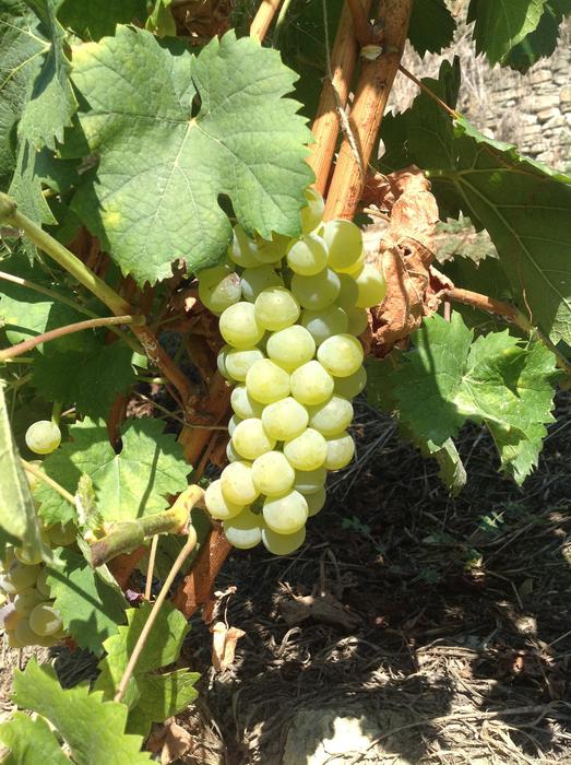 Bunch Muscat