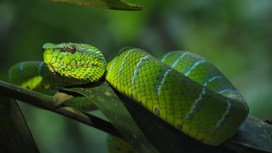 Snake Trimeresus Subannulatus