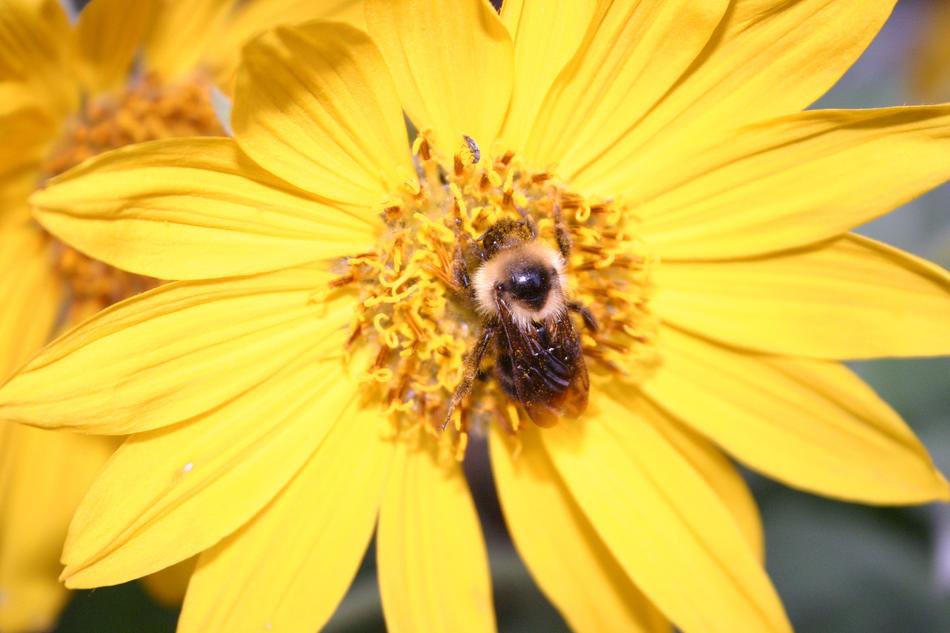 Flower Sunflower Bee