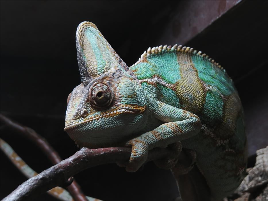 colored chameleon on a branch