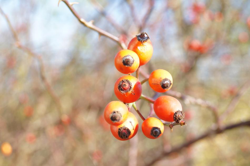 autumn berries on a branch
