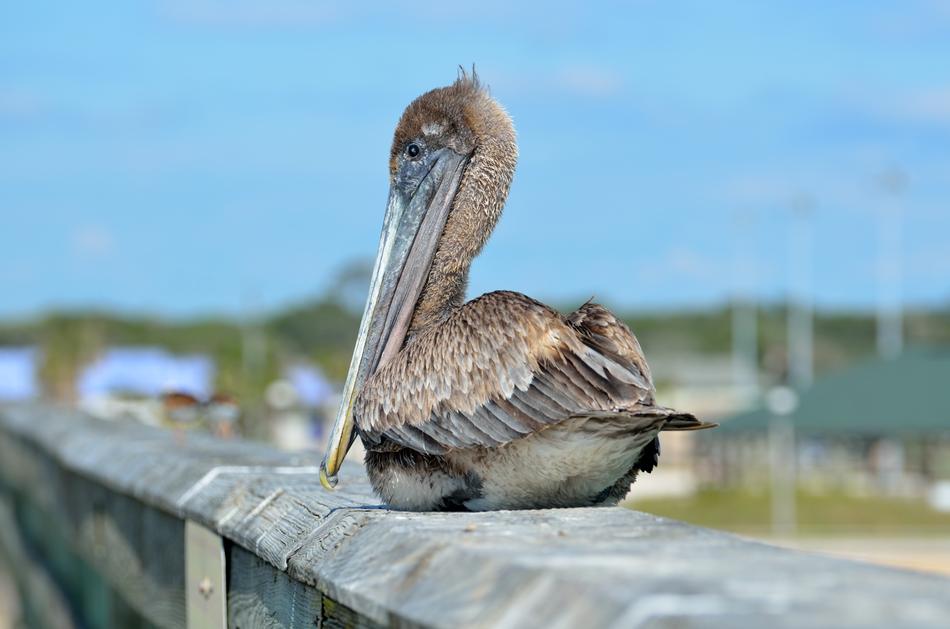 Beautiful, colorful and cute pelican, sitting on the metal fence in Florida, USA