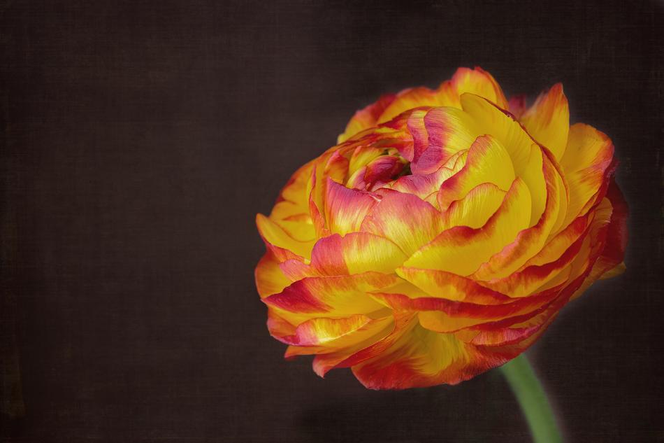 Ranunculus Flower Blossom