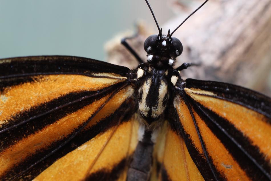 butterfly on a branch in the woods