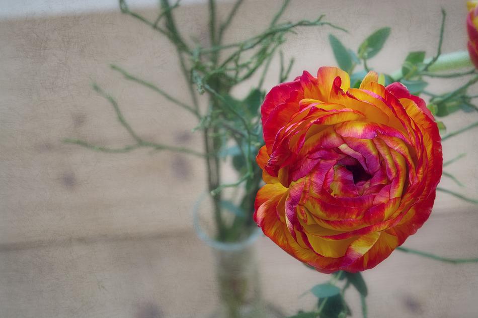 Flower Ranunculus Blossom