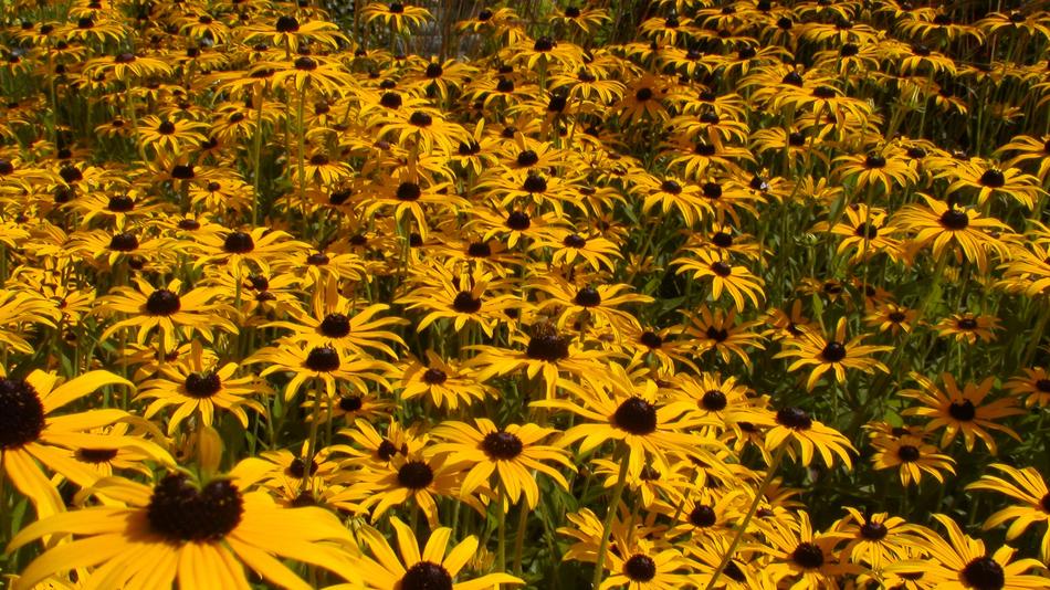Gerberas Daisies Lindau Island Of
