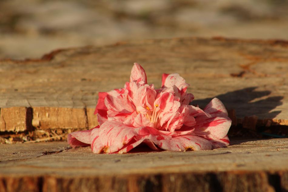 Rose Pink Flowers and deforestation