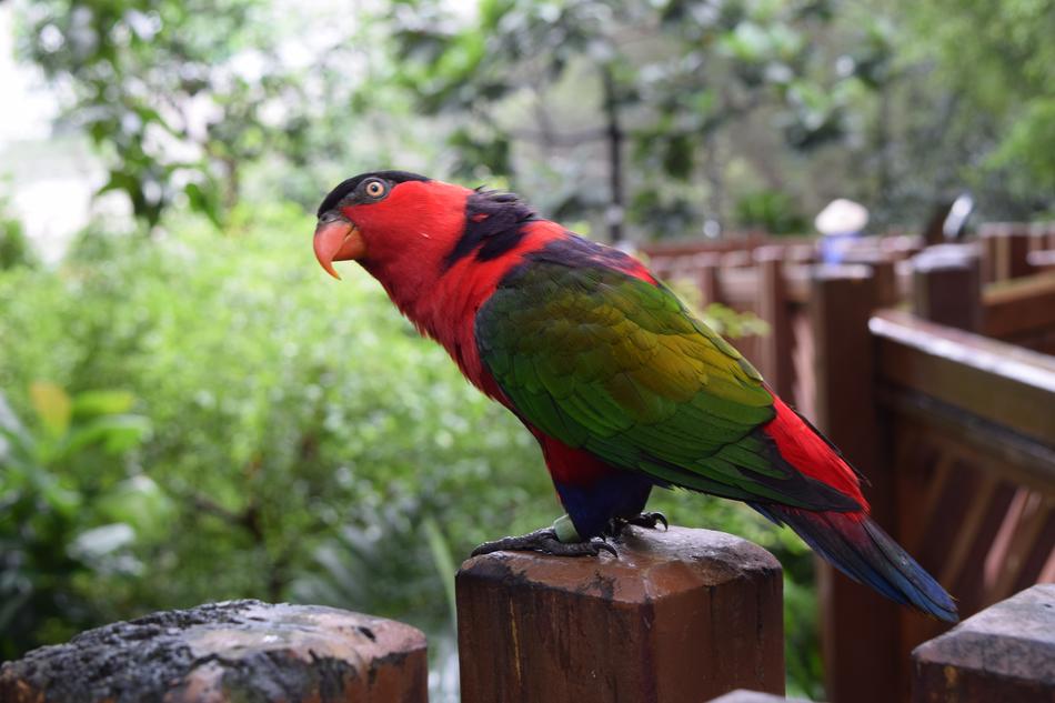 Beautiful and colorful parrot, on the wooden fence, among the green plants