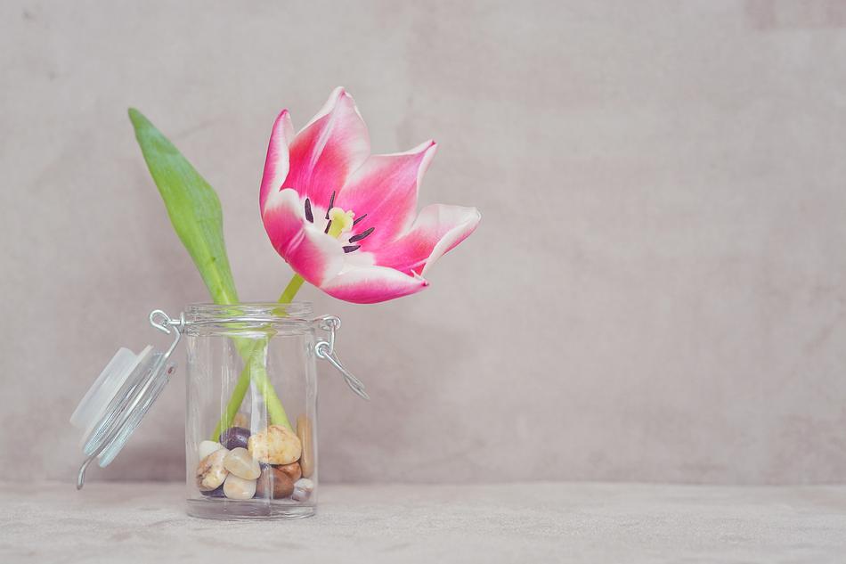 Tulip Flower Blossom