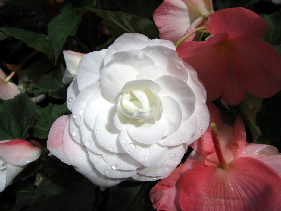 Flower Rose White