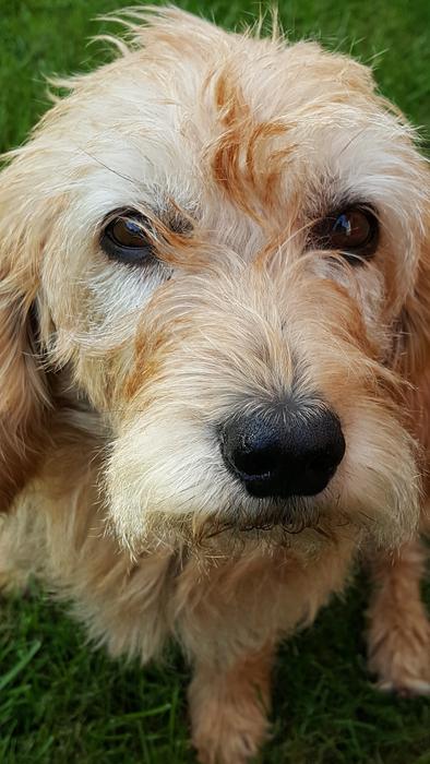 wonderful Dog Eyes Appealing