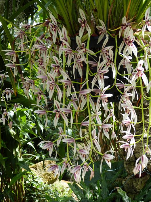 Orchid Flower Blossom