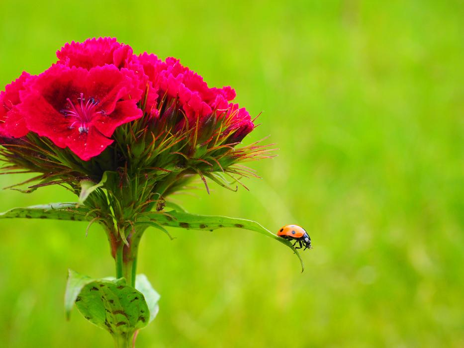 ladybug on bright red meadow carnation