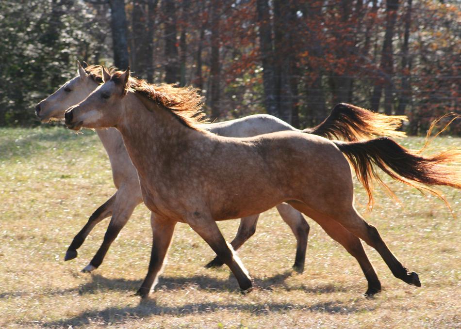 running wild horses