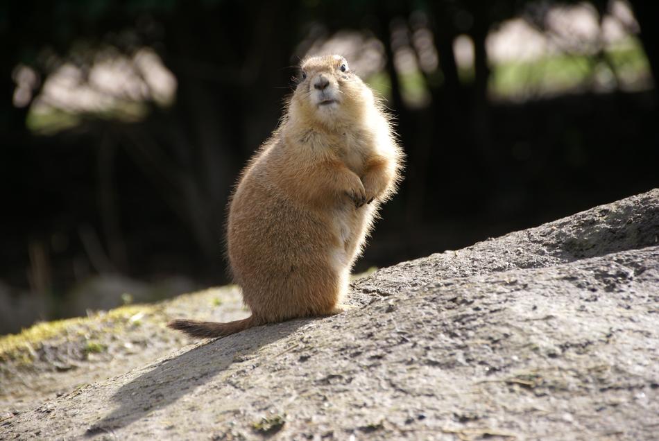 cute roden stands on stone near the plants