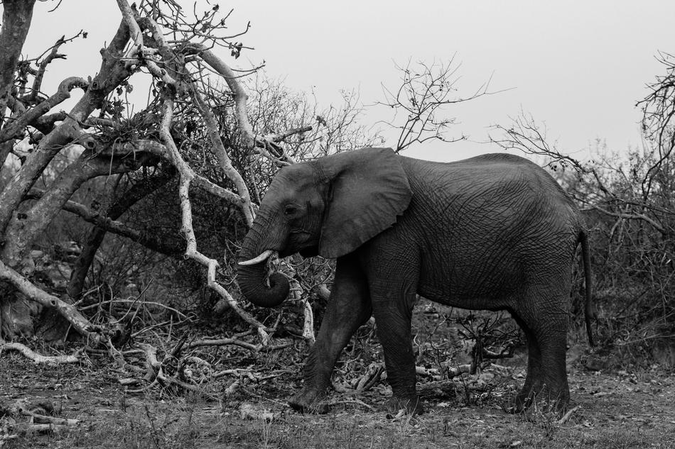 Elephant Wild Africa Nature Safari