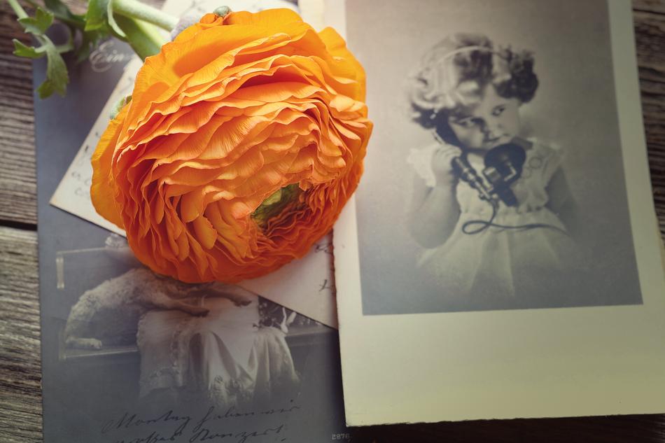 Ranunculus Flower Blossom